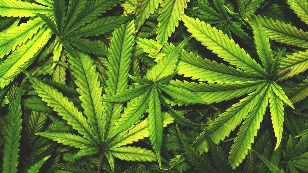 Cannabis,Texture,Marijuana,Leaf,Pile,Background,With,Flat,Vintage,Style füvezés