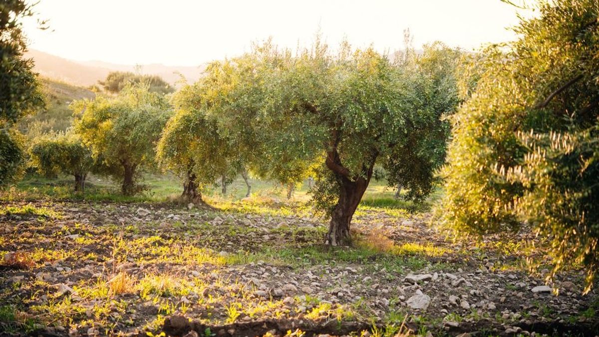 Láncfűrészes vandálok pusztítják az olasz konyha alapnövényét, mi lesz veled mediterrán diéta?