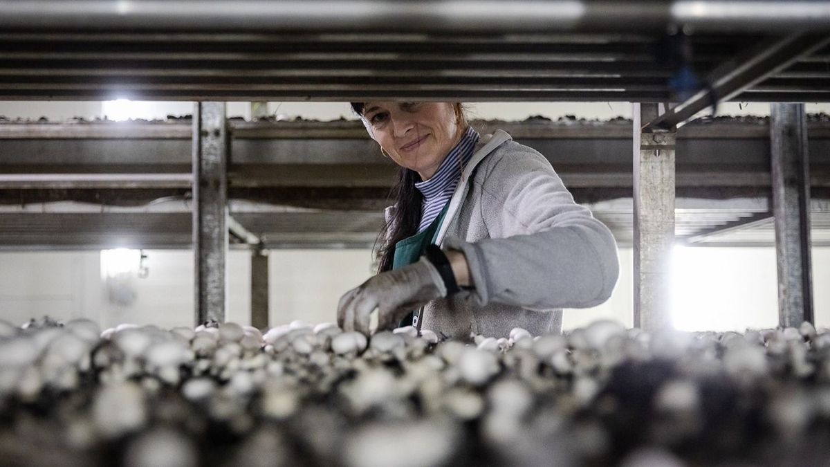 Az erősödő járműgyártás sem tudta megfékezni az ipari termelés zuhanását