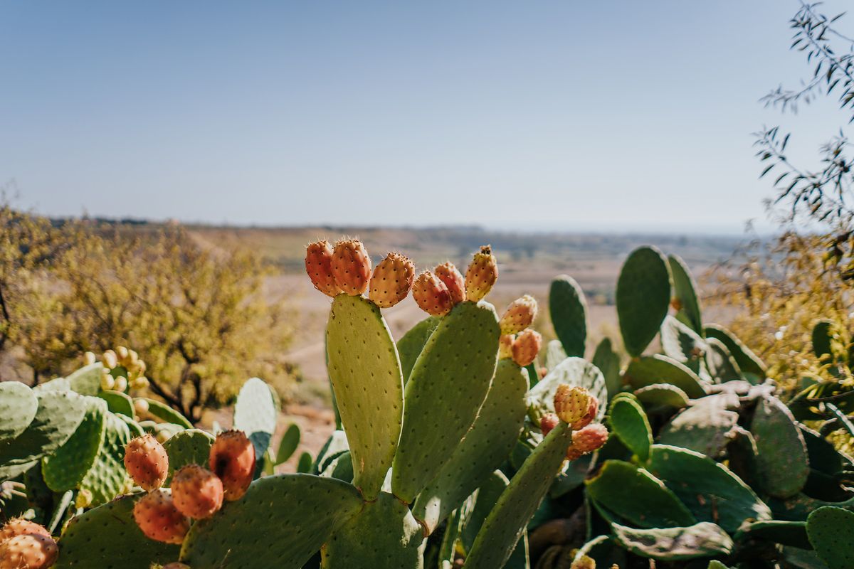 Prickly,Pear,Cactus,With,Fruits,In,A,Beautiful,Landscape,In