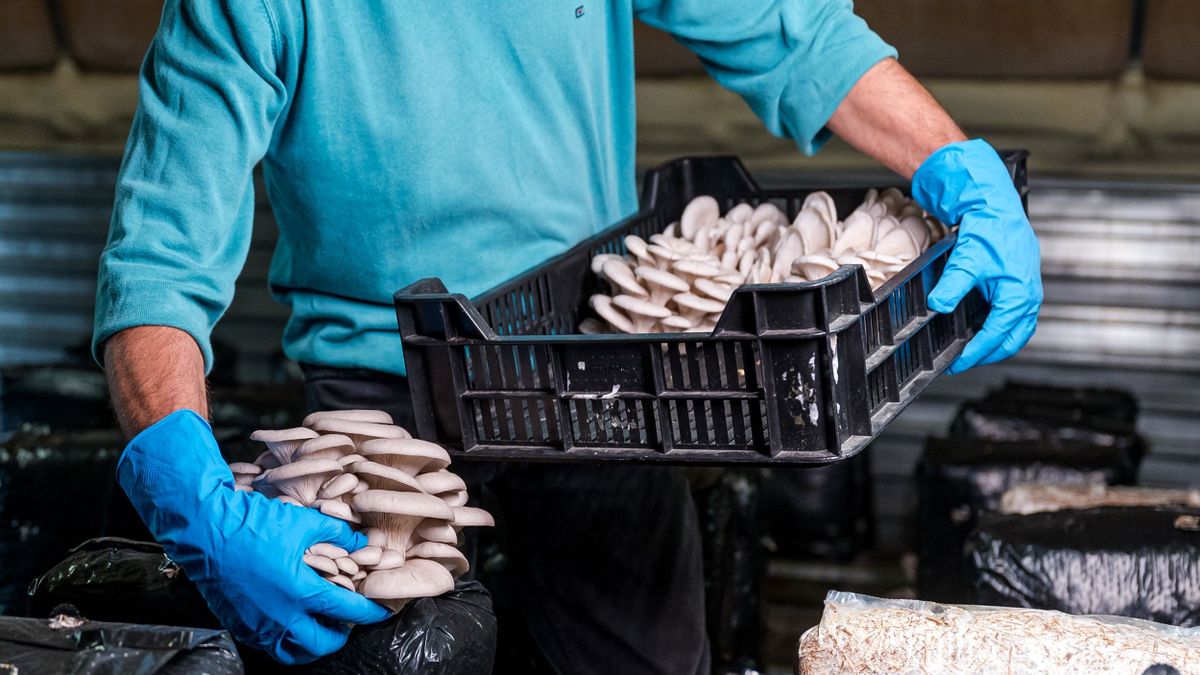 A gomba növény vagy állat? - egyik sem, szüperélelmiszer!