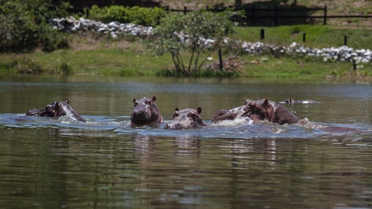 Ivartalanítják Escobar vízilovait