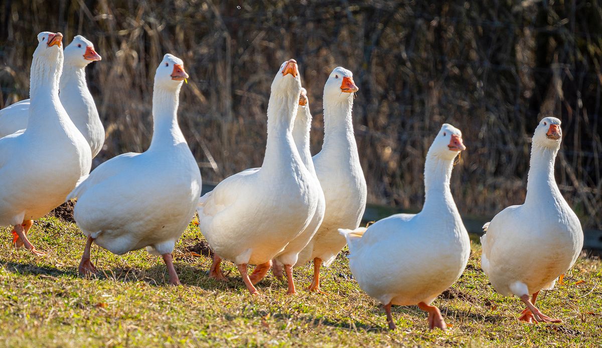 White,Geese,On,The,Farm