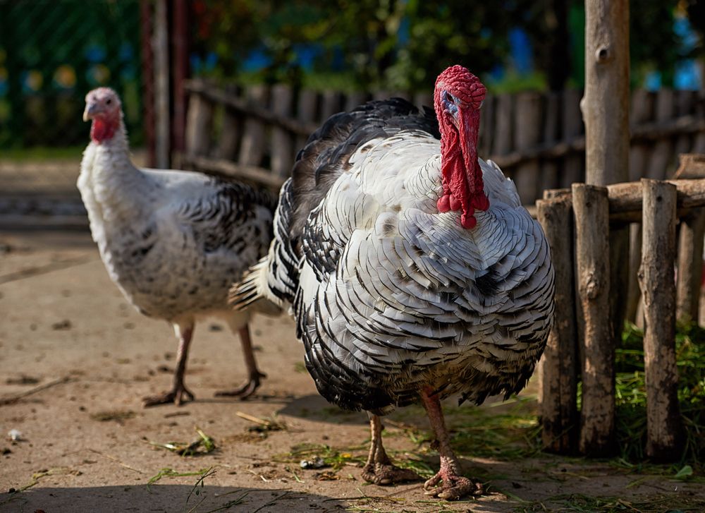 Turkeys,On,The,Peasant,Yard