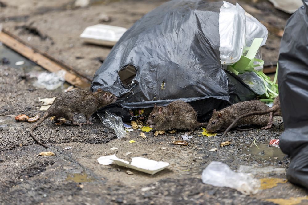 Three,Dirty,Mice,Eat,Debris,Next,To,Each,Other.,Rubbish