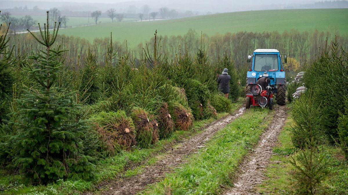 Már vágják a karácsonyfának való fenyőket