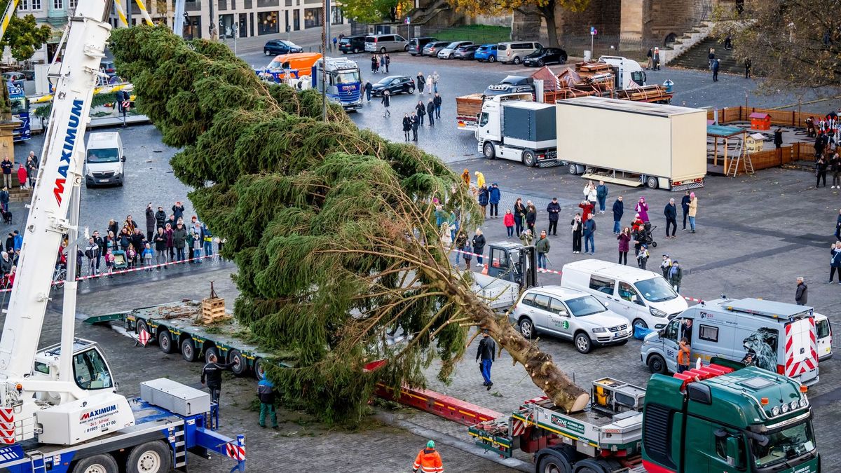 Erection of the 23-meter Erfurt Christmas tree