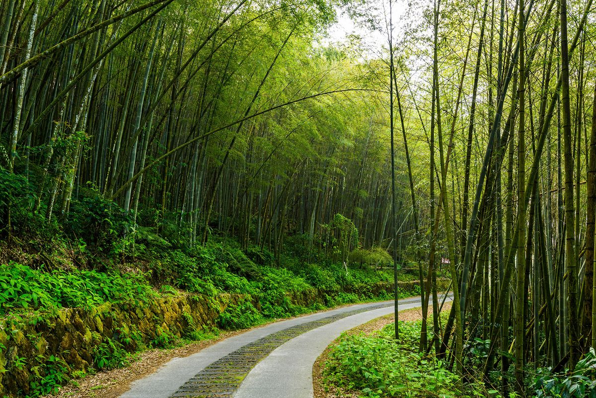 The,Walkway,Between,Bamboo,Forests,In,Chiayi,,Taiwan.