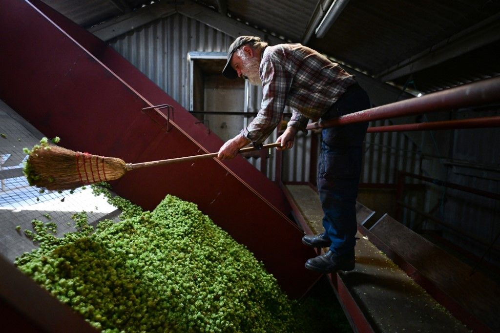 Farm owner Tim Day uses a broom to brush dried hops from a drying container ahead of the baling process during the hop harvest in East Peckham, Kent, southeast England, on September 7, 2023. The UK harvest usually starts in early September. Tall hops are harvested by cutting the whole bine including string, and taking it to the hop picking machine where the hop is separated from the bine, laterals and leaf. (Photo by Ben STANSALL / AFP)