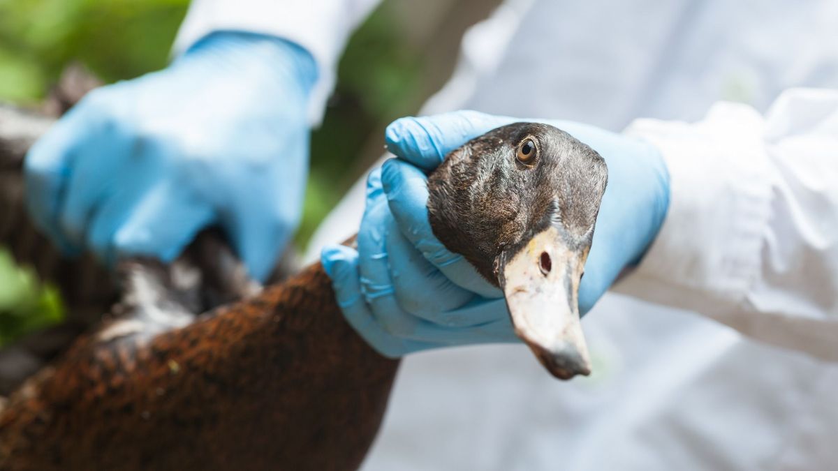 Újra támad madárinfluenza, bajban a horvát állattenyésztők