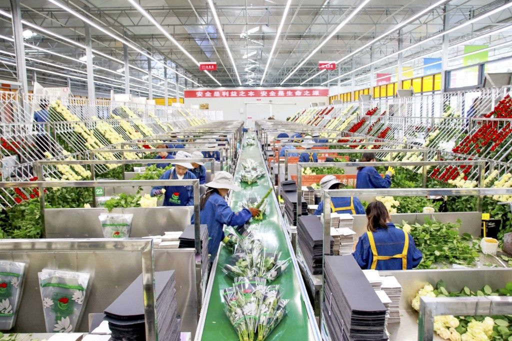 CHINA-GANSU-LINXIA-FLOWER BUSINESS-INT'L TRADE (CN)(231101) -- LANZHOU, Nov. 1, 2023 (Xinhua) -- This photo taken on Aug. 15, 2023 shows workers packing roses at a flower factory of a Flower Port project of Linxia Yinong Agriculture and Animal Husbandry Investment Co., Ltd. in Linxia Hui Autonomous Prefecture, northwest China's Gansu Province. TO GO WITH "Across China: Smell of success for small-town rose exporter" (Xinhua) (Photo by Wen Jing / XINHUA / Xinhua via AFP)