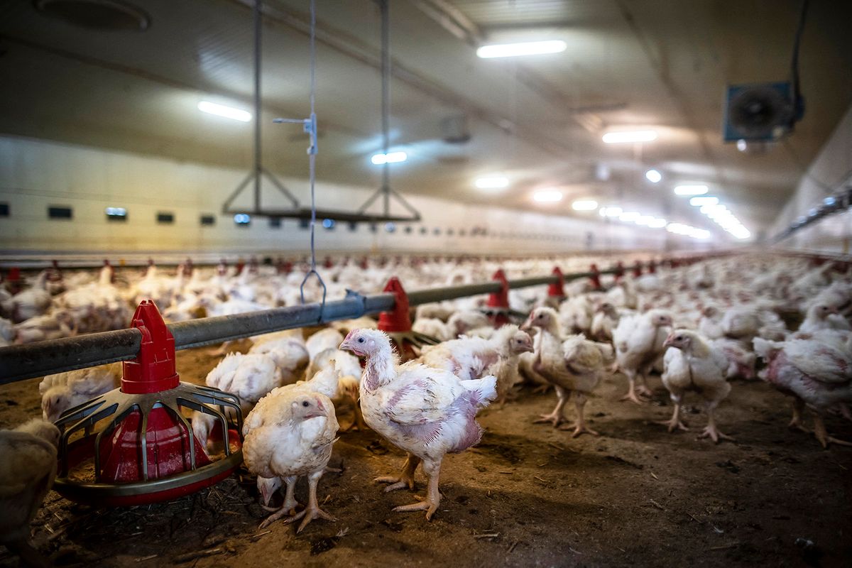 Thousands of chickens are seen in a chicken coop, in Kondrajec Panski, Poland on October 1, 2019. Poland is now Europe's top chicken producer and exporter, having raised more than a billion chickens for meat last year, according to Statistics Poland -- or 10 times more than in 2009. (Photo by Wojtek RADWANSKI / AFP)