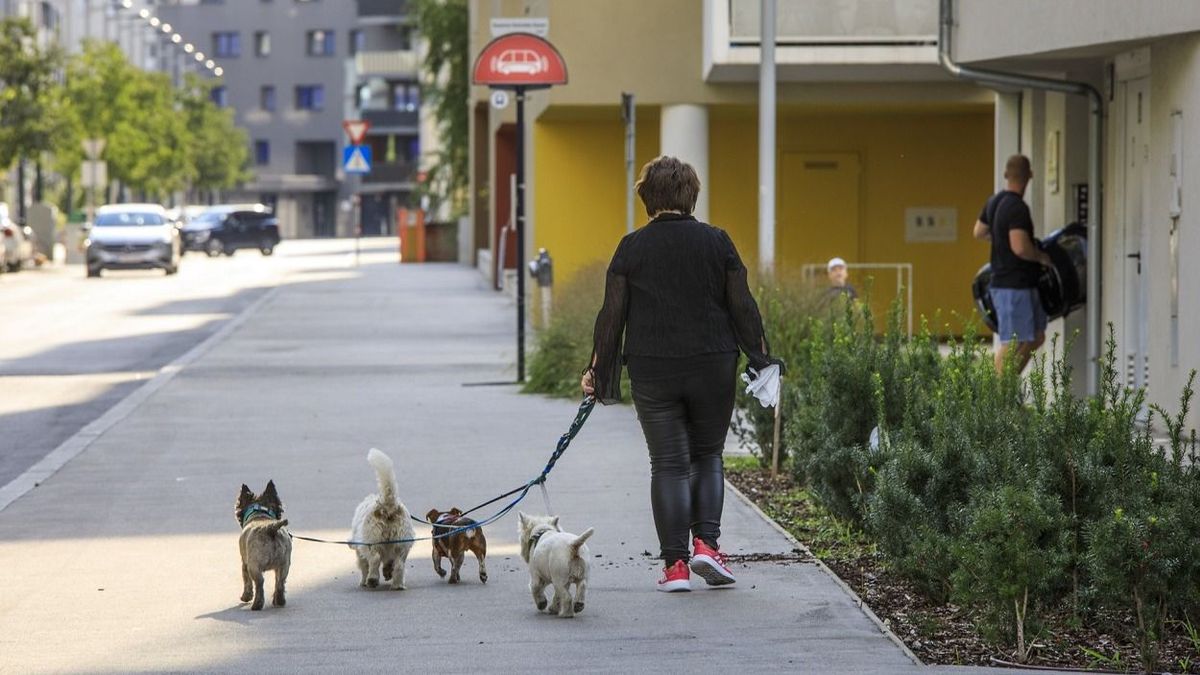 Kutyatartás terén is lehet felzárkózni Bécshez – kezdhetjük az ebadóval