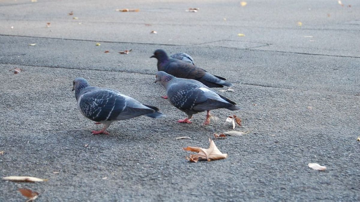 Galambgyilkost tartóztattak le Japánban
