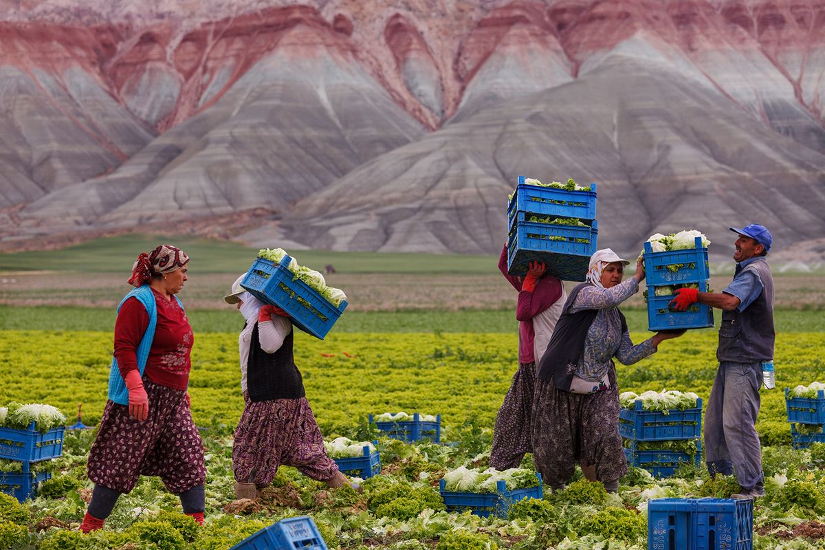 török minimálbér 
Nallihan, Turkiye-May 16, 2012: Unidentified women workers harvest cabbage in the field as a seasonal worker in agricultural production  sector in Anatolia, Nallihan ,Turkey Country 