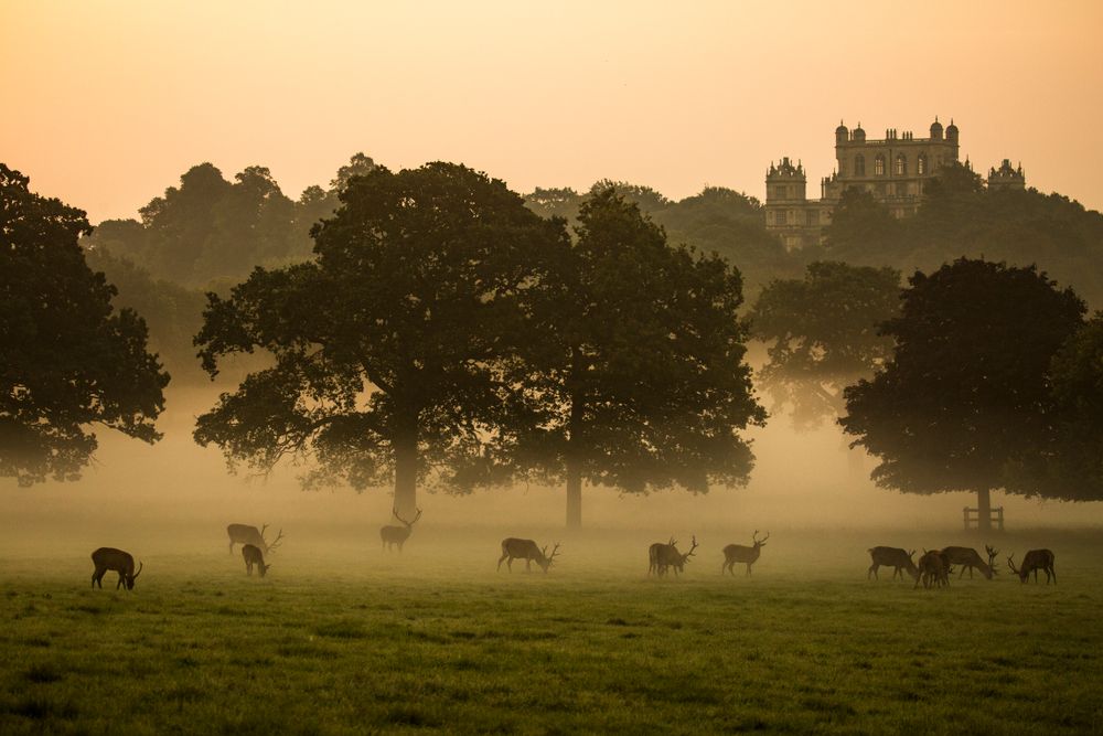 Wollaton,Hall,And,Deer,Park,Nottingham,Dramatic,Misty,Morning,With