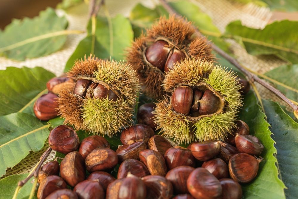 Ripe,Chestnuts,Close,Up.,Sweet,Raw,Chestnuts.,Husked,Chestnuts,And