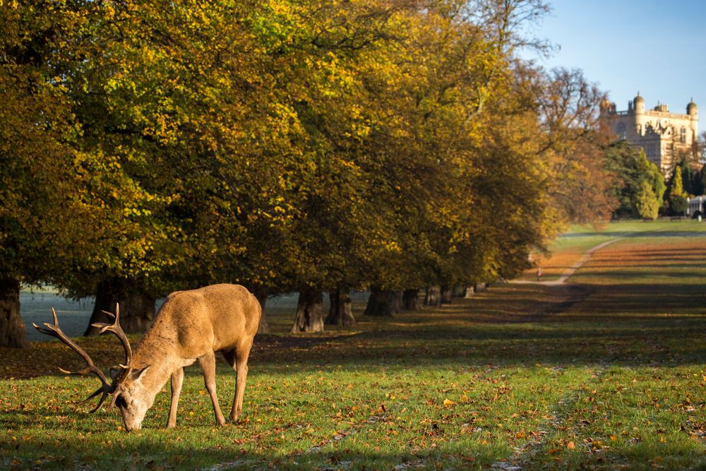 Red,Deer,Stag,Grazing,In,Landscaped,Garden,On,Wollaton,Hall
