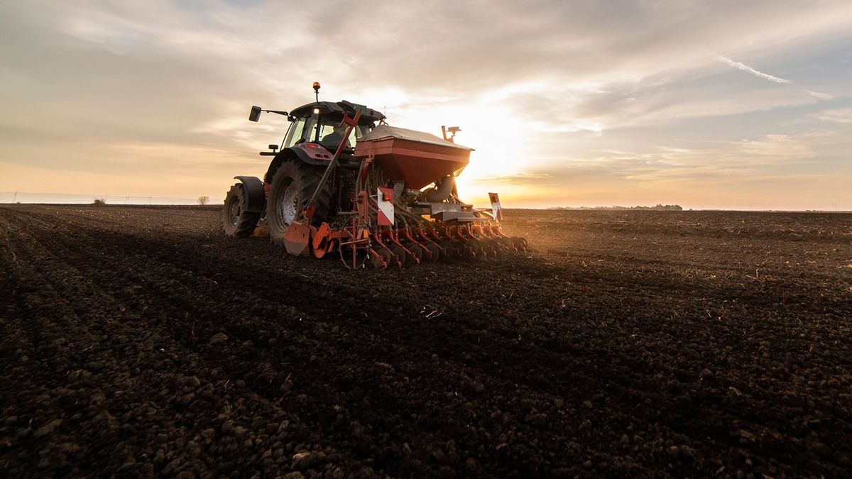 Kevesebb búzát vetettek a legnagyobb európai termesztők