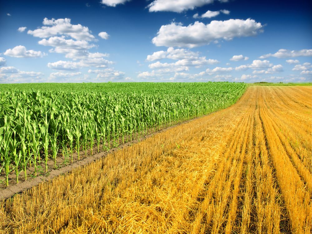 Corn,Field,And,Blue,Sky