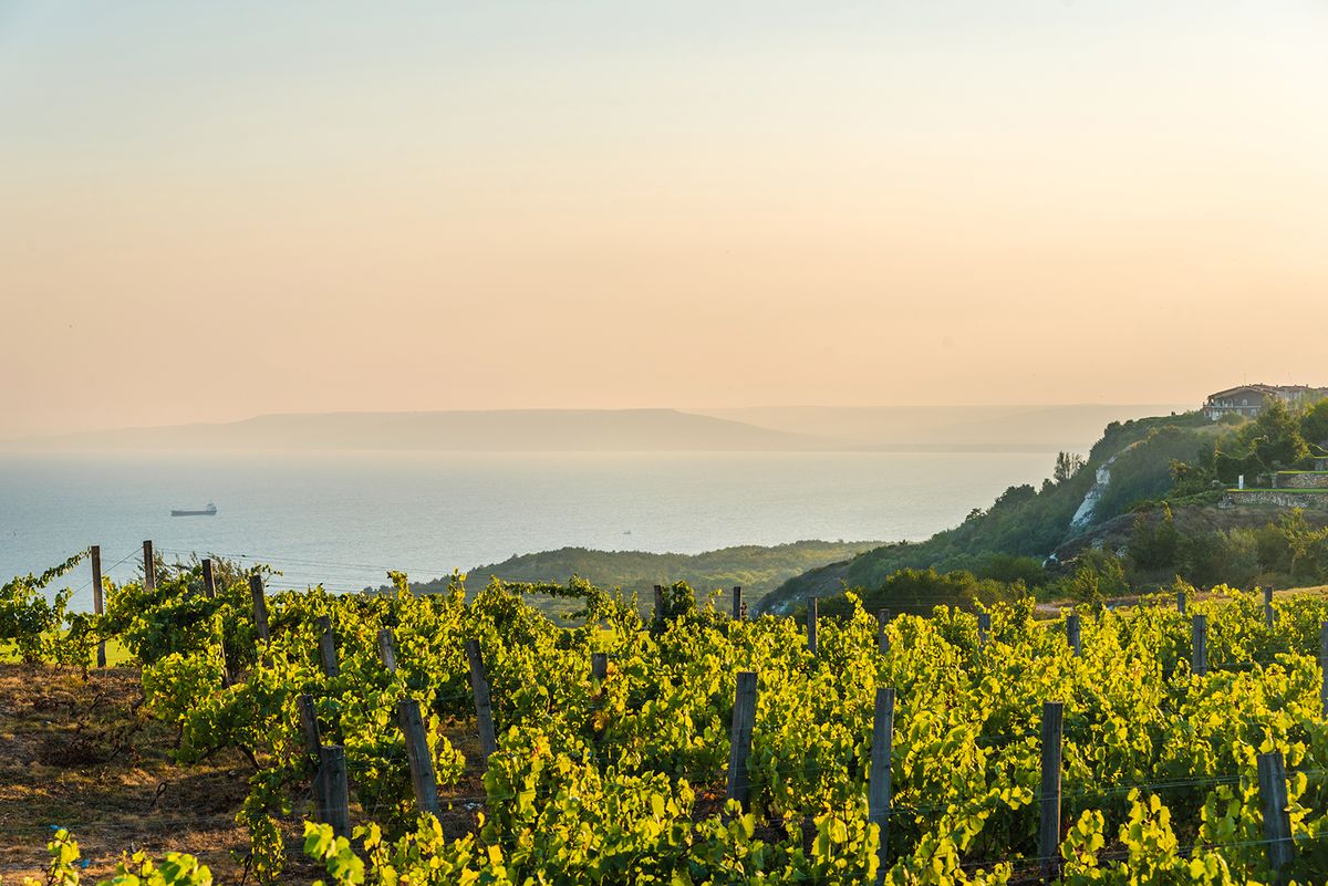 Vineyards,At,Sunset.,Agriculture,Cr,Wine,Growing.,Vineyard,Near,The,Sea.Vineyards,Croatia