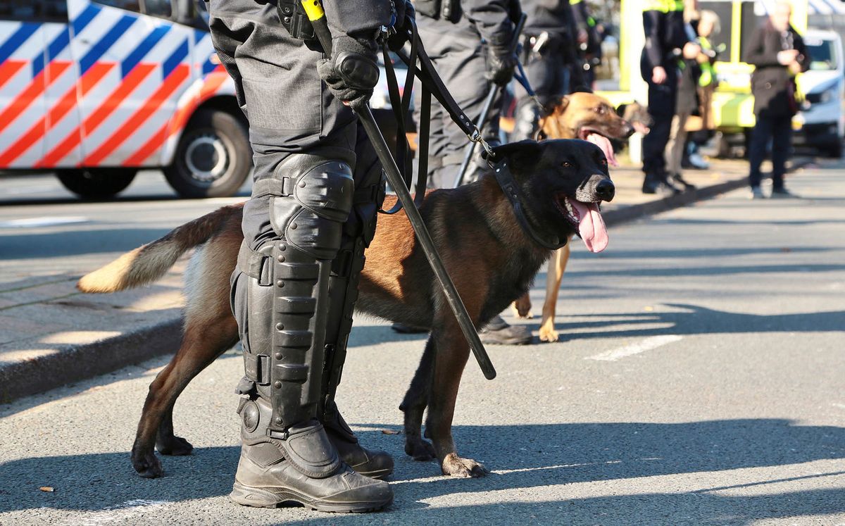 The,Hague,,The,Netherlands,-,October,30,,2019:,There,WasThe Hague, The Netherlands - October 30, 2019: There was a lot of police with dogs present during the protest of the builders and transporters against the dutch nitrogen policy