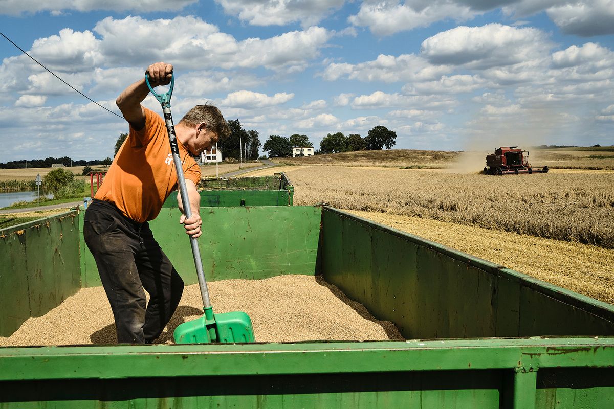A worker loads harvested wheat grain into a trailer on a farm in the Lisowice district of Torun, Poland, on Friday, Aug. 11, 2023. Some of Ukraine's European neighbors, including Poland, are extending a ban on purchasing some of the country's grain until mid-September, a move that risks fueling tensions between Kyiv and its allies. Photographer: Bartek Sadowski/Bloomberg via Getty Images