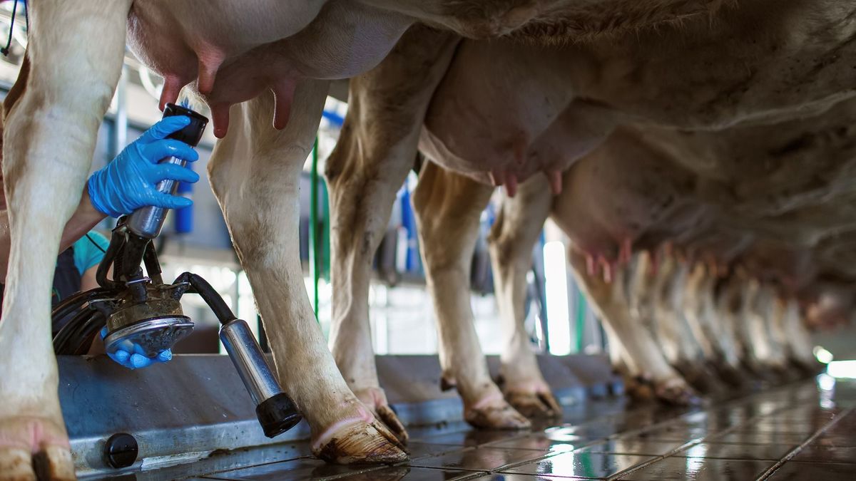 Árcsökkenés után keresletnövekedésben reménykednek a tejtermelők