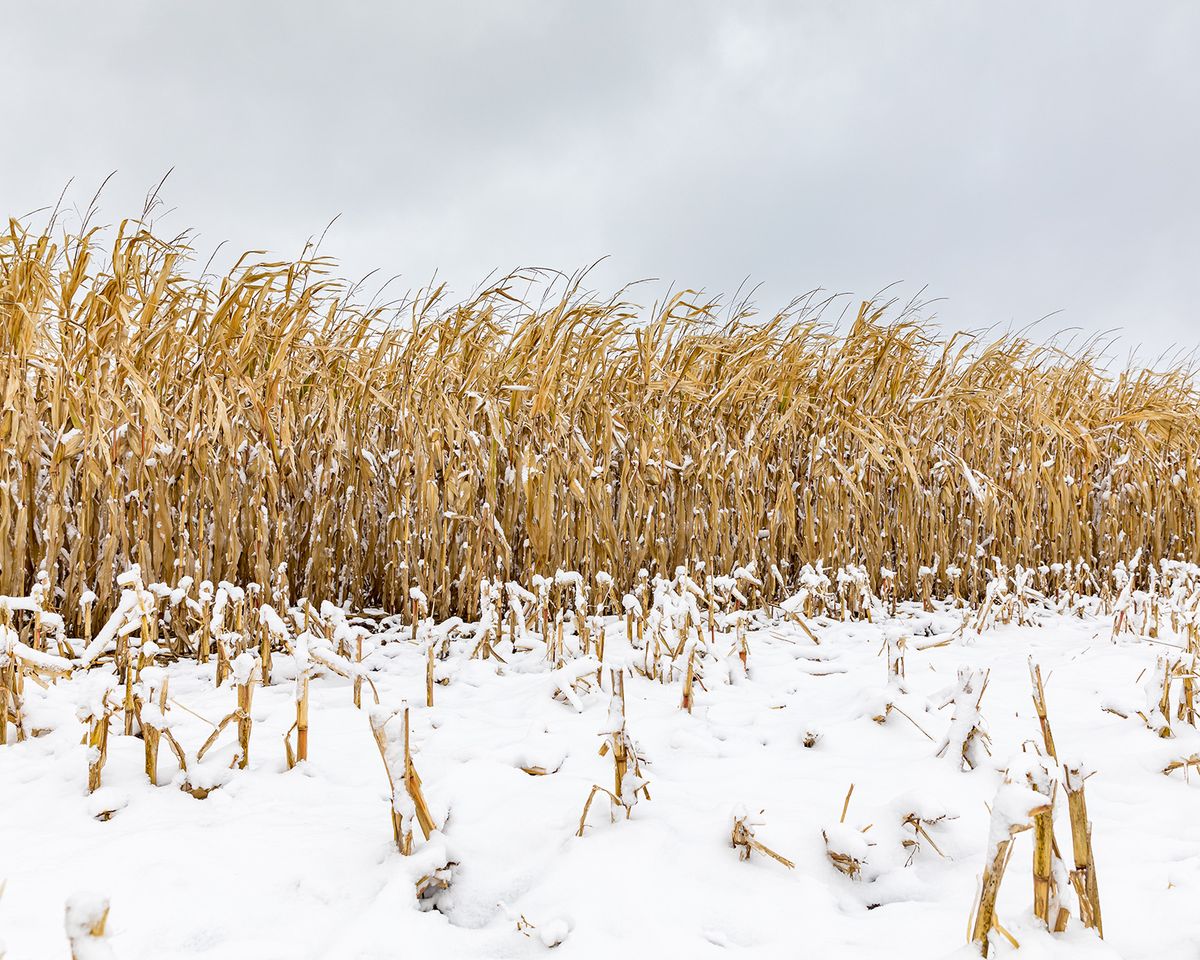 Cornfield,With,Cornstalks,And,Ears,Of,Corn,Covered,In,Snow.