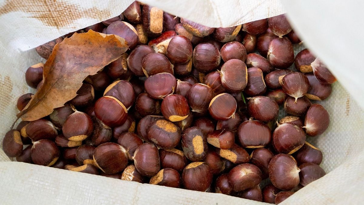 Szelídgesztenye: itt a szezonja, de kevés termett belőle az idén Európában