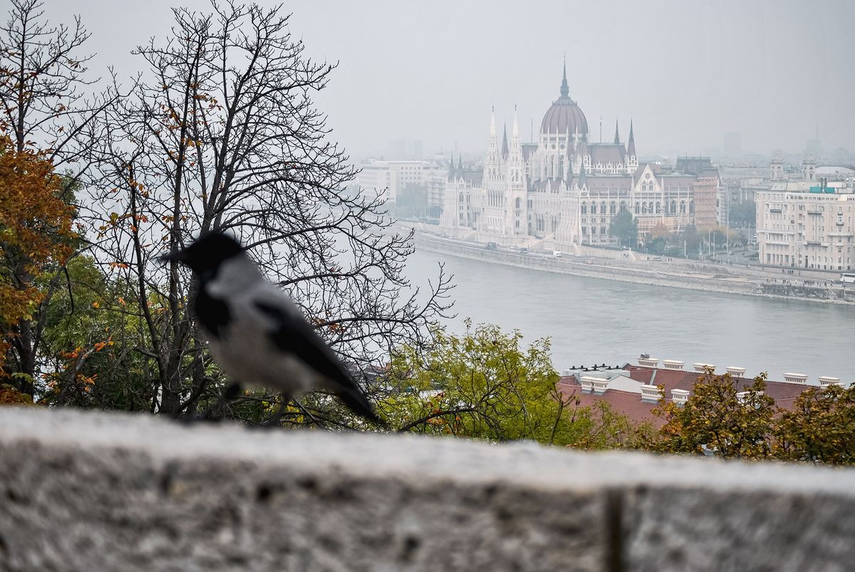 Crow on a rock and city of Budapest on a foggy day in the background. Budapest, Hungary.