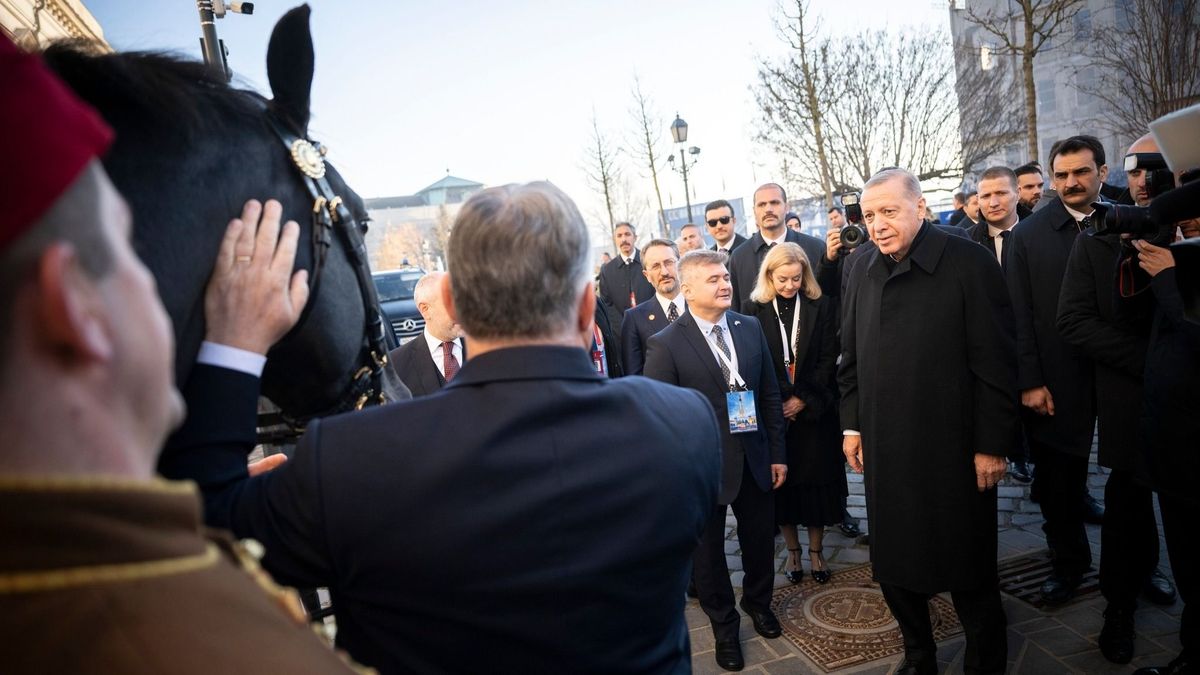 Ajándék magyar csodaló Erdogan elnöknek: Főúr már a török kancák között hódít