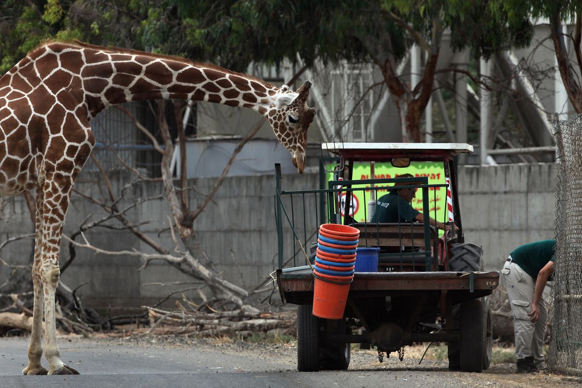 Baby Giraffe Meets Its Public At Ramat Gan Zoo