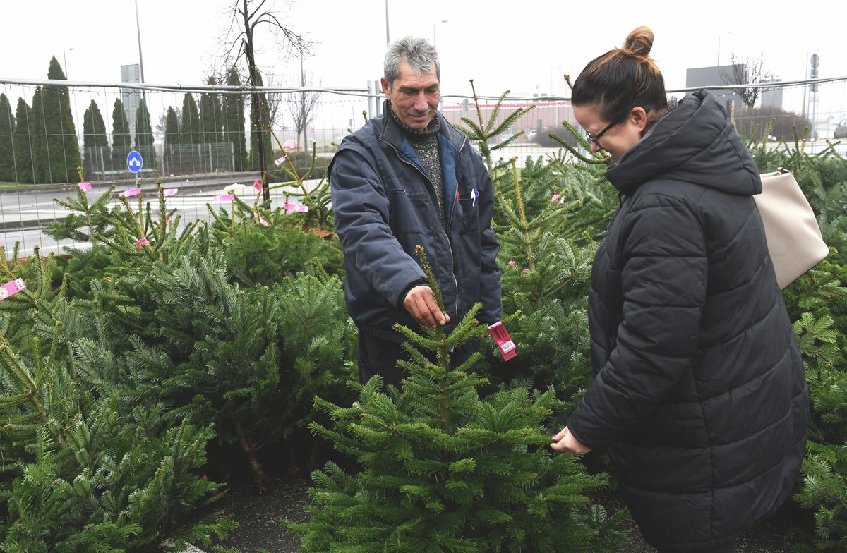 Várhatóan idén is emelkedni fog a fenyőfák ára. /Fotó: Bujdos Tibor