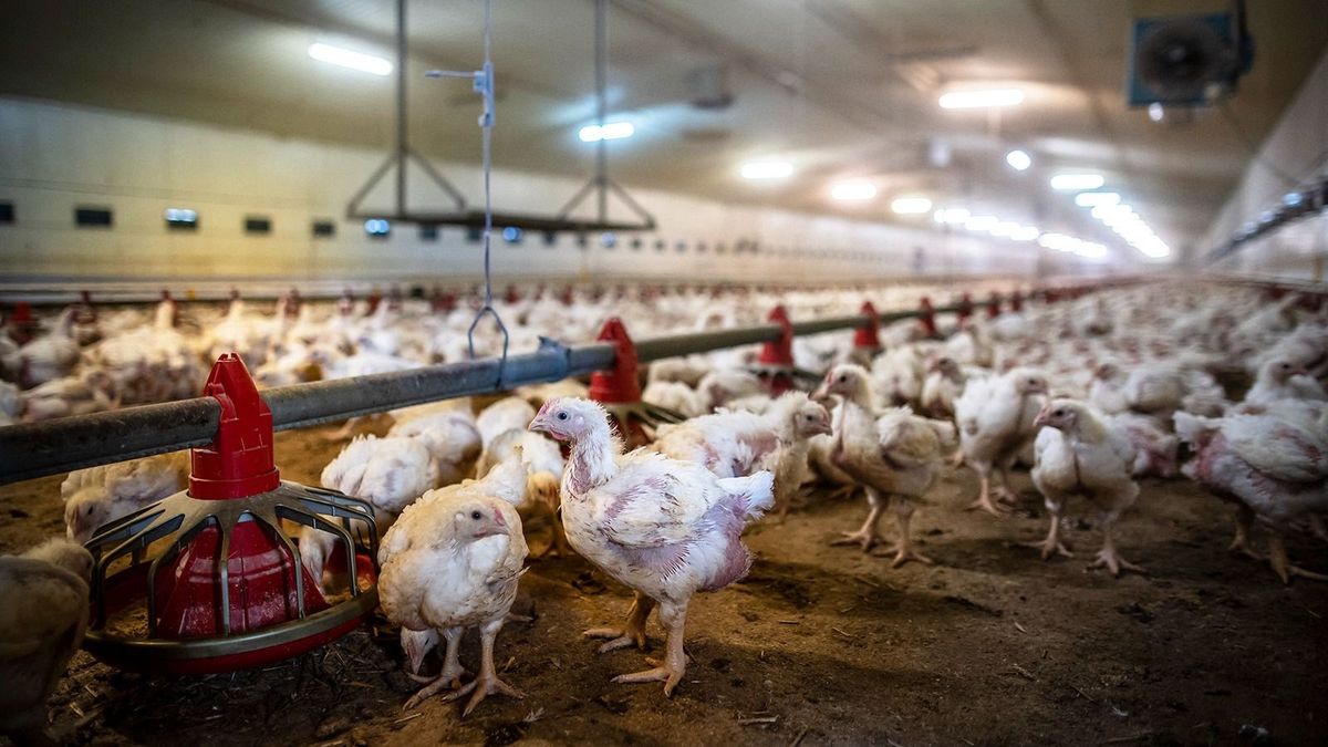 Lengyelországban a gazdák lennének az ukrán EU-csatlakozás legnagyobb vesztesei