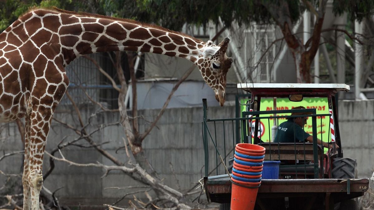 Szenvednek az izraeli állatpark lakói a Gázában zajló háború miatt