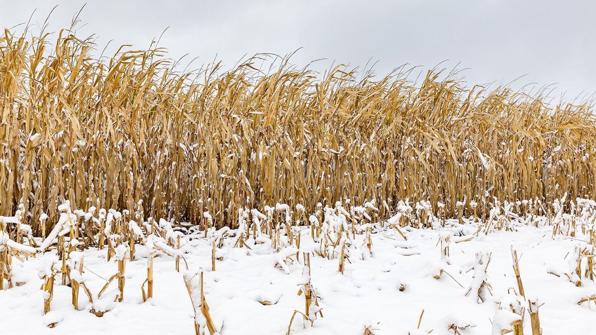 Kint maradt a földeken több ezer hektárnyi kukorica