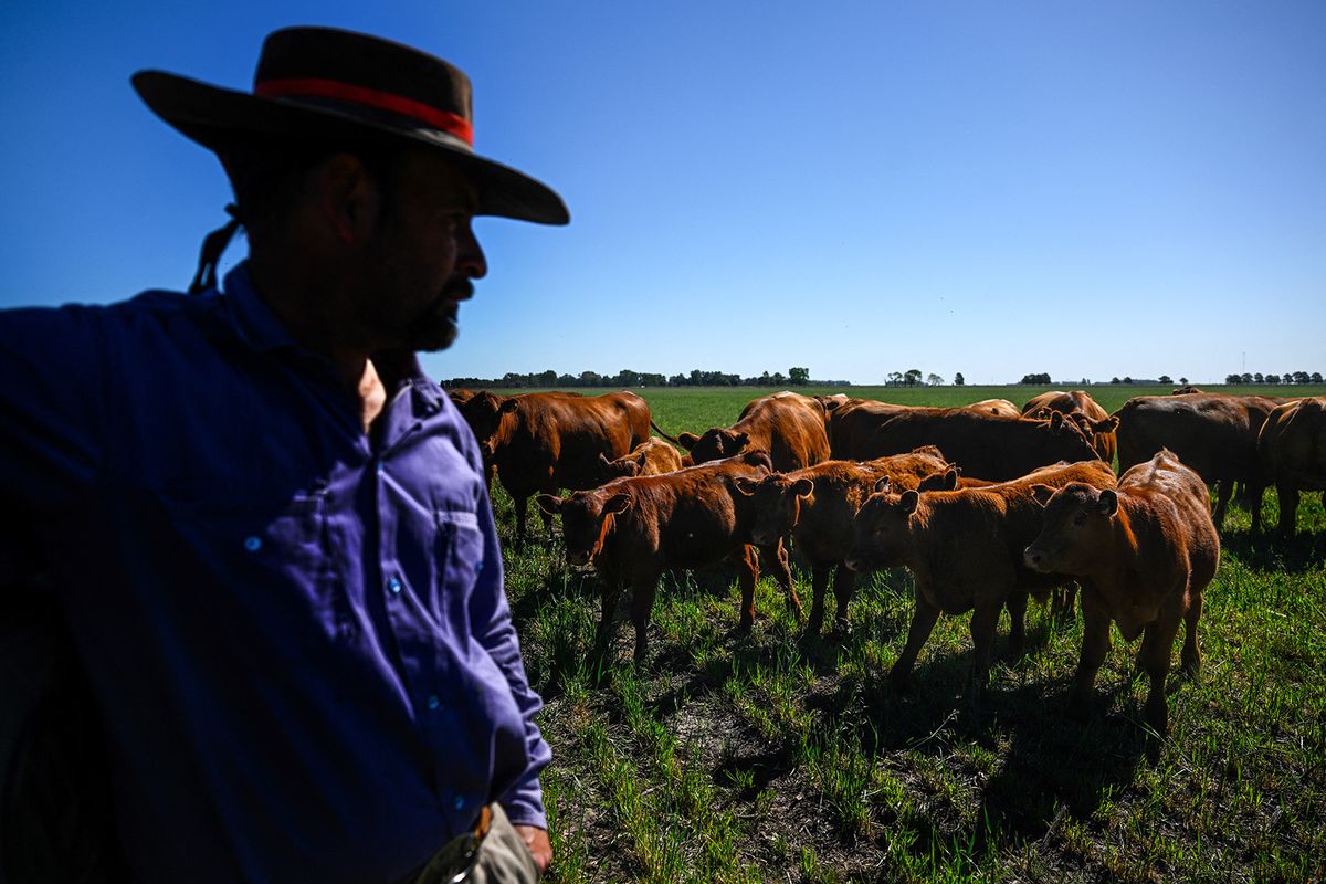A worker looks at cattle at a farm in Saladillo, Buenos Aires Province, Argentina, on November 9, 2023. The countryside, the source of Argentina's wealth though with little political influence, goes to the presidential ballot uncomfortable. Argentina's Economy Minister Sergio Massa and anti-establishment outsider Javier Milei will face off in a runoff presidential election on November 19, 2023, a battle between two wildly different versions of the country. (Photo by Luis ROBAYO / AFP)