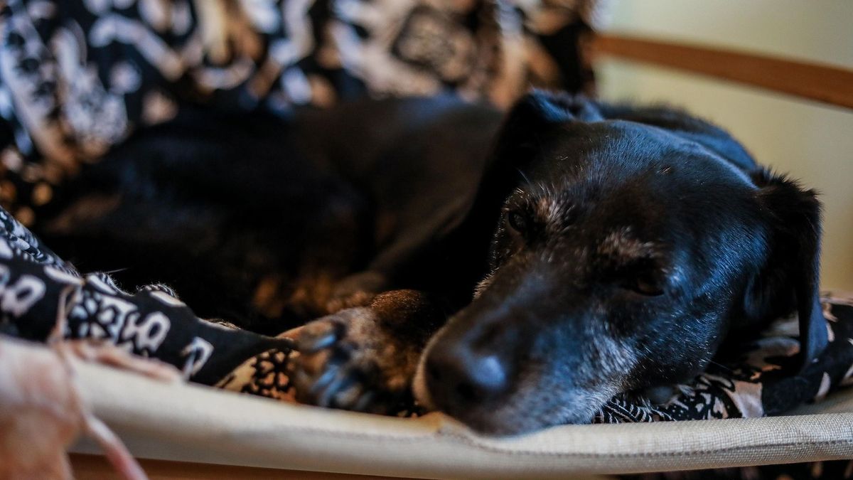 Hét kutya meghalt egy kigyulladt csepeli kutyapanzióban