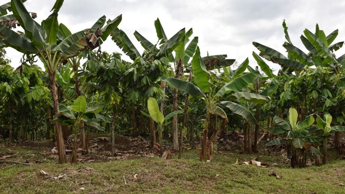 Drasztikusan megdrágul a csokoládé és a kakaó 2024-ben