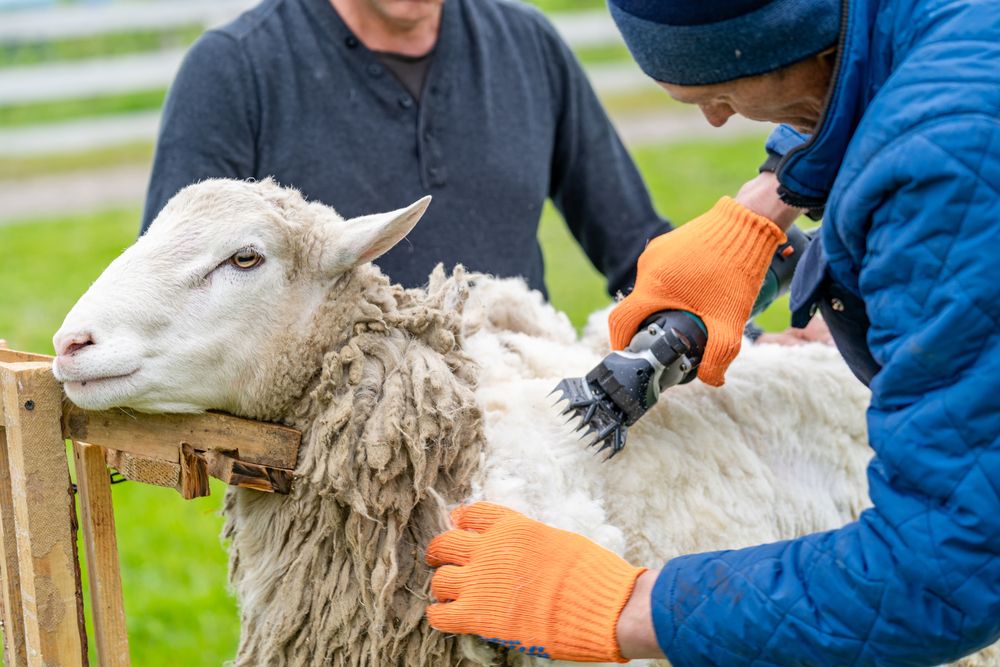 Sheep,Wool,Shearing,By,Farmer.,Scissor,Shearing,The,Wool,From