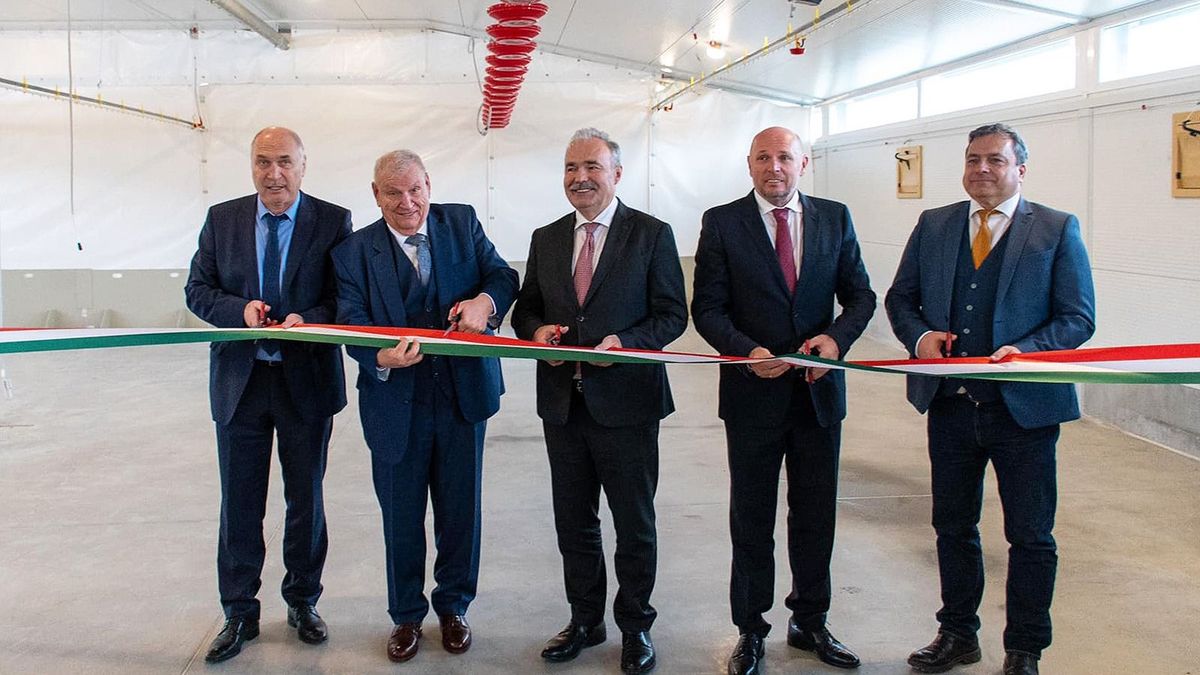 Továbbra is pályázhatnak a baromfiágazatban – óriási fejlesztés Bácsalmáson