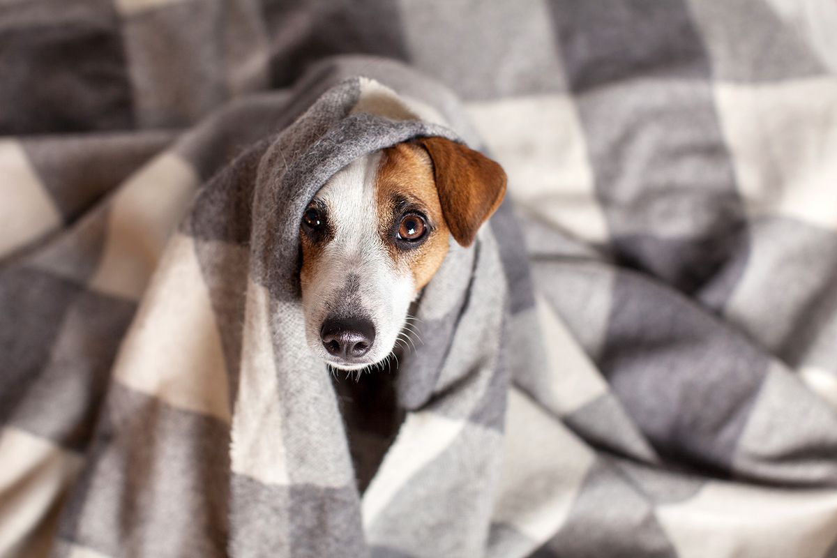 Dog,Under,A,Plaid.,Pet,Warms,Under,A,Blanket,In