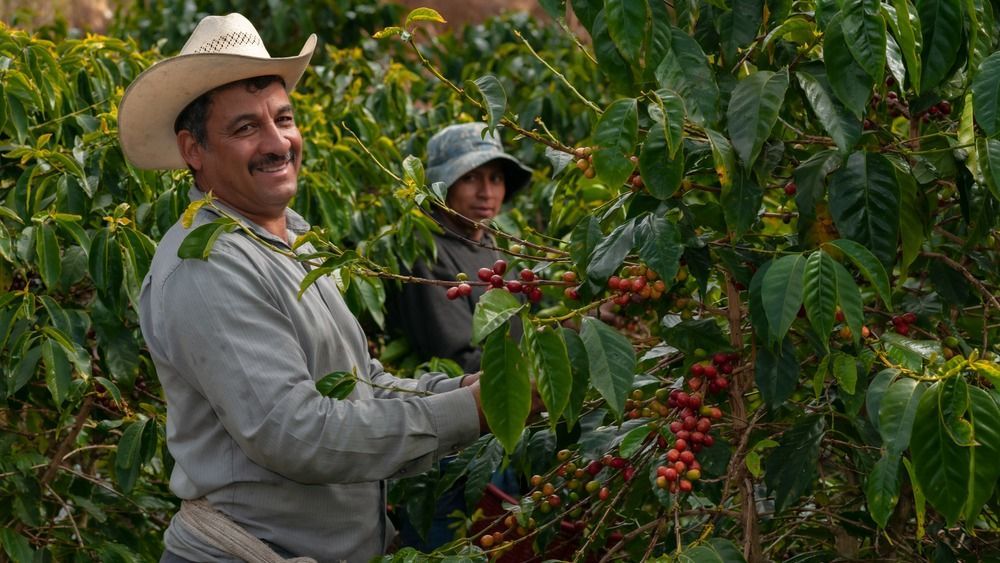 Happy,Farmers,Collecting,Arabica,Coffee,Beans,On,The,Coffee,Tree. Panama-csatorna