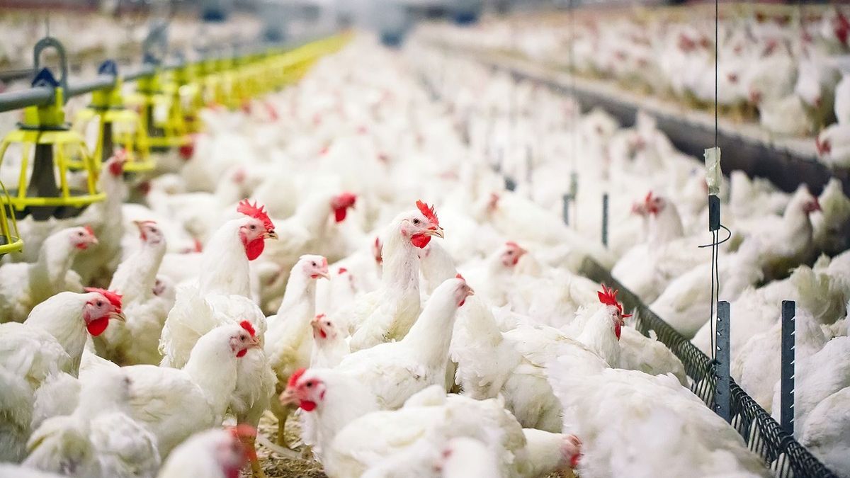 Tovább bővülhet a baromfipiac, de ebbe belerondíthat a madárinfluenza és az ukrán import