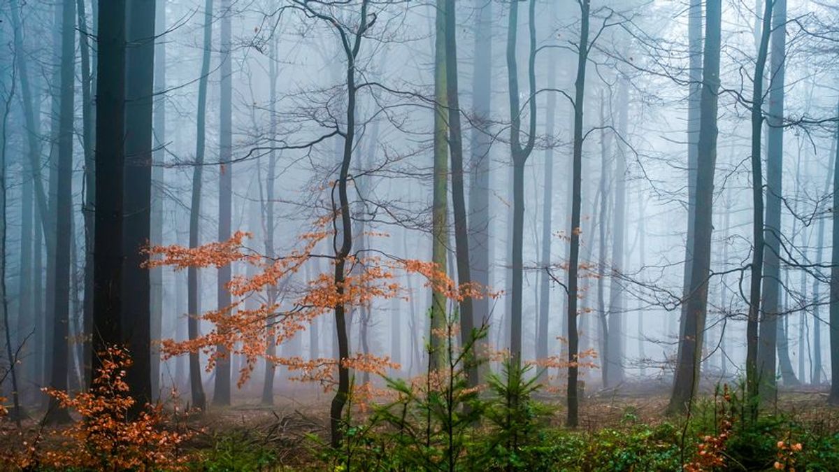 Kedden felszáll a köd és újra megidézi a tavaszt az időjárás