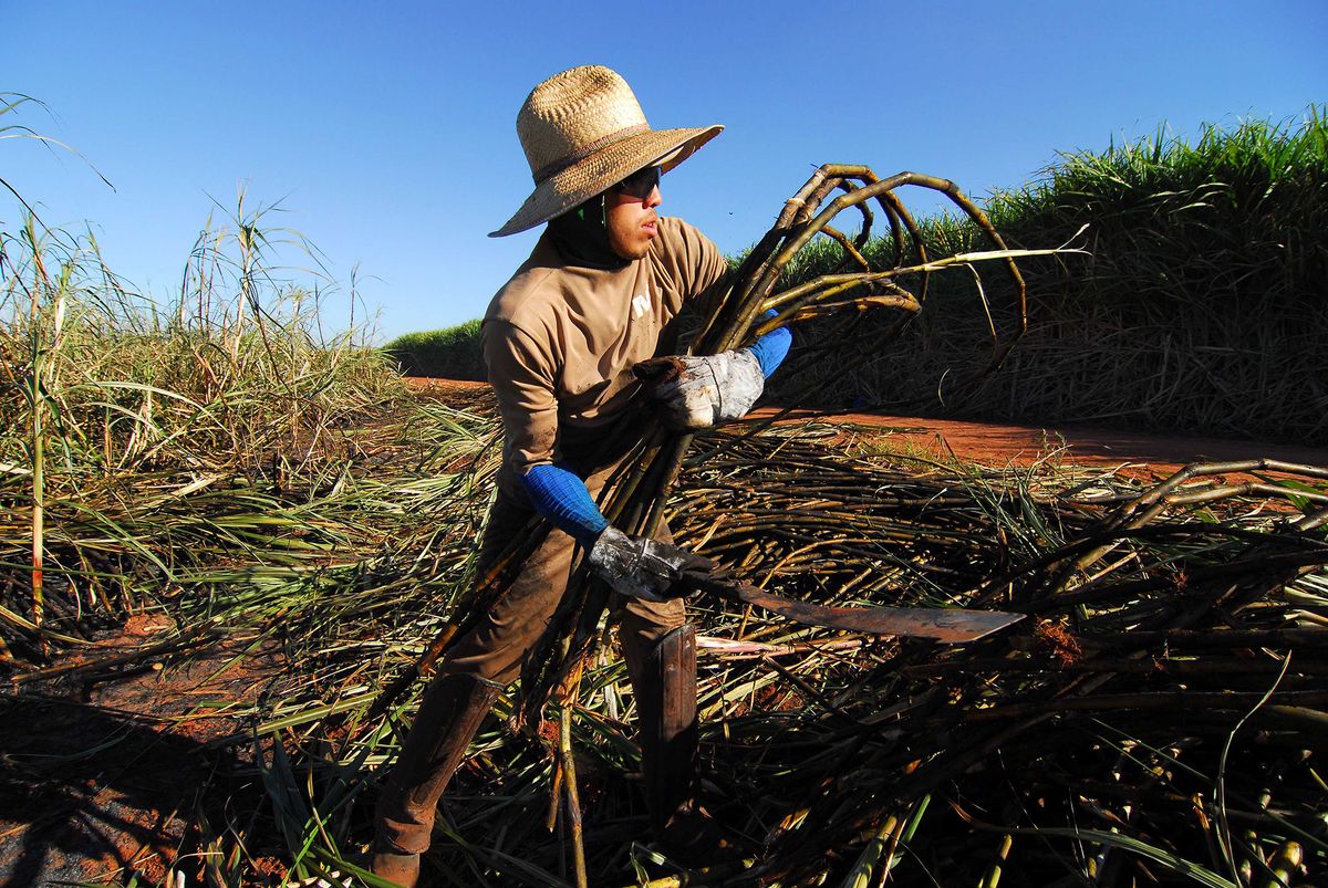 A worker harvests sugarcane at the Cerradinho Mill Farm, Usi