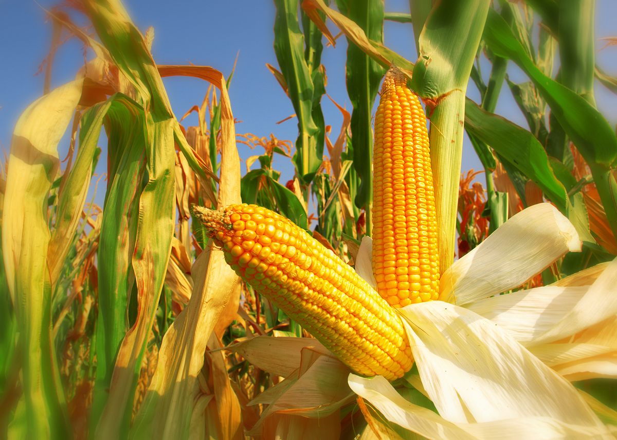 Corn,Field