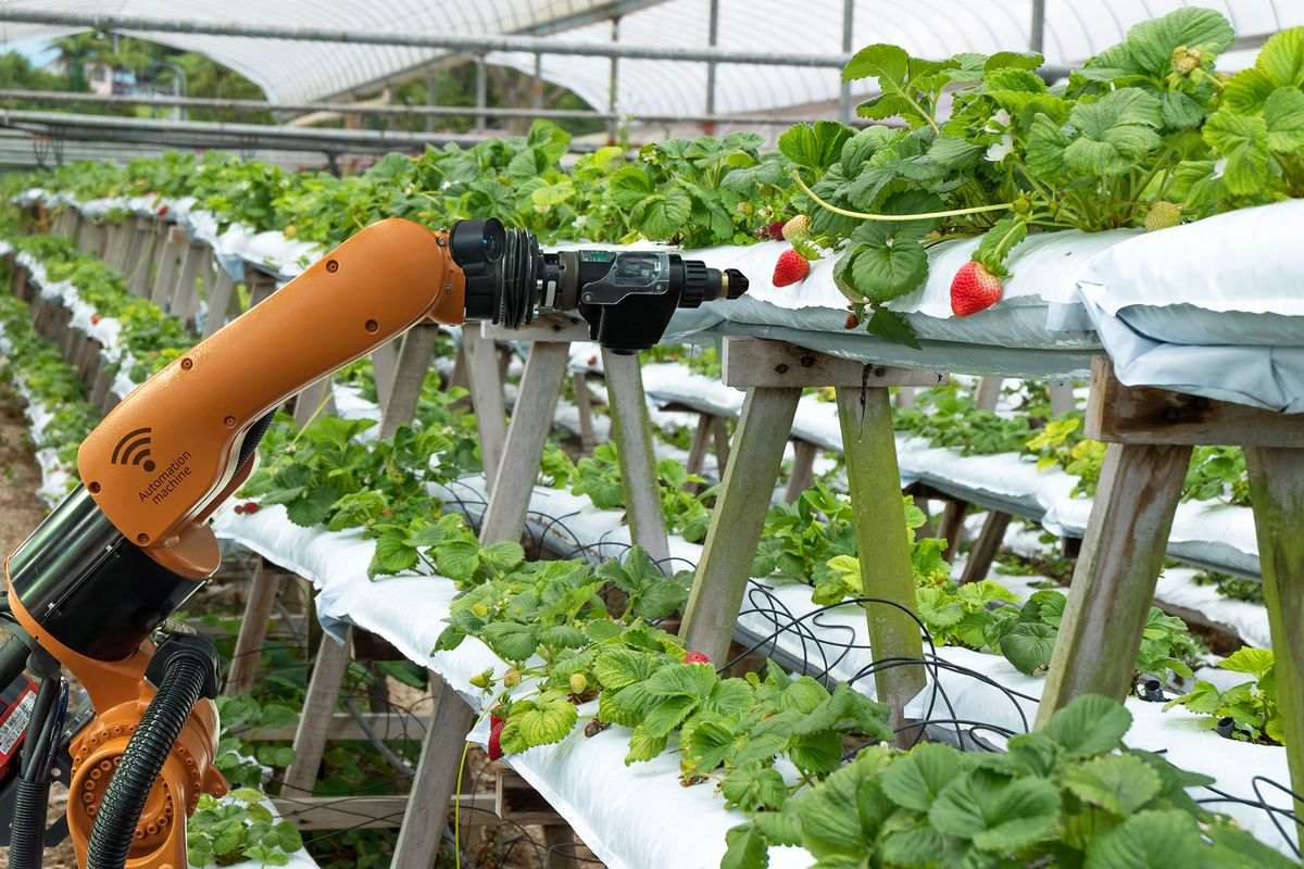 Agriculture,Vertical,Farming,Technology,,,Artificial,Intelligence,Precision,Concepts,,Farmer
Agriculture vertical farming technology , artificial intelligence precision concepts, Farmer use smart farm automation robot assistant image processing for detection weed ,spray chemical.