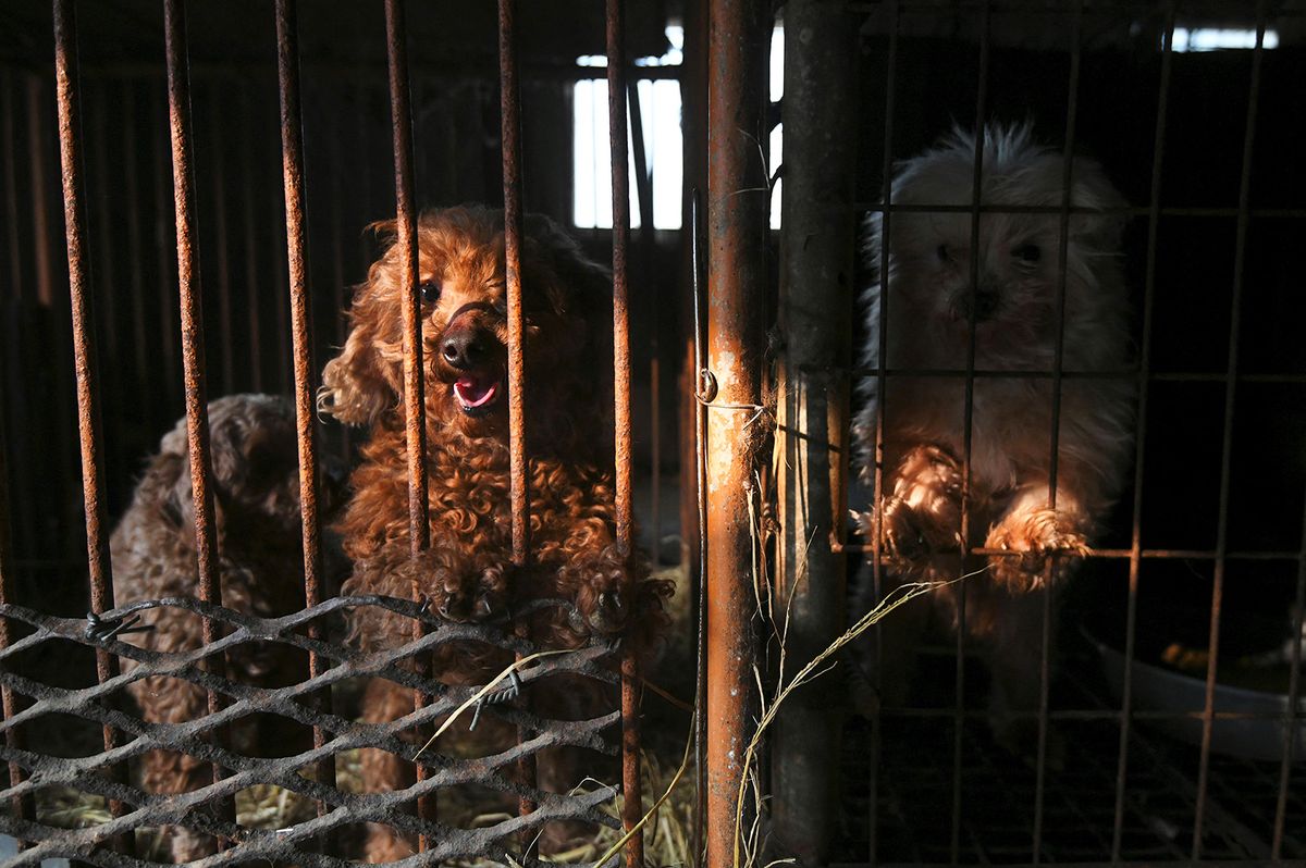 Dogs look out from a cage at a dog farm during a rescue event, involving the closure of the farm organised by the Humane Society International (HSI), in Hongseong on February 13, 2019. This farm is a combined dog meat and puppy mill business with almost 200 dogs and puppies on site. HSI provides a solution to help dog meat farmers give up their business as a growing number of South Koreans oppose the cruelty of the dog meat industry. (Photo by Jung Yeon-je / AFP)